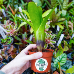 Neoregelia compacta – Broméliacée compacte et colorée | JungleBox