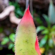 Wittmackia superba | Broméliacée tropicale rare du Brésil