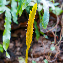 Goudea ospinae var.gruberi small