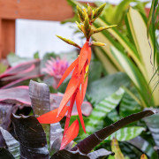 Aechmea nudicaulis
