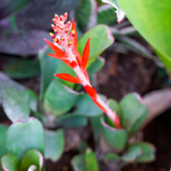Aechmea nudicaulis