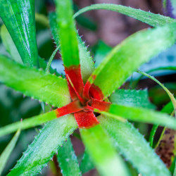 Neoregelia pendula var.brevifolia