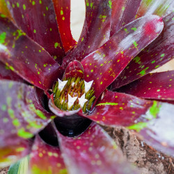 Neoregelia purple haze