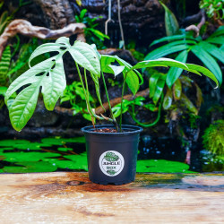Amydrium medium 'Silver' | Aroïde tropicale rare à feuillage argenté – JungleBox