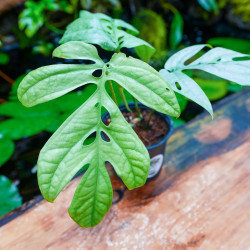 Amydrium medium 'Silver' | Aroïde tropicale rare à feuillage argenté – JungleBox
