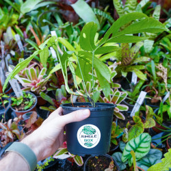 Amydrium medium 'Silver' | Aroïde tropicale rare à feuillage argenté – JungleBox