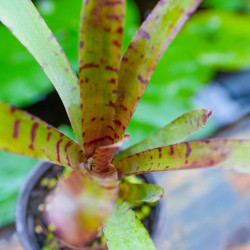 Neoregelia 'Karissa' | Broméliacée tropicale colorée pour terrarium – JungleBox