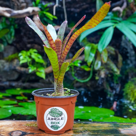 Neoregelia 'Karissa' | Broméliacée tropicale colorée pour terrarium – JungleBox