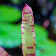 Neoregelia 'Karissa' | Broméliacée tropicale colorée pour terrarium – JungleBox