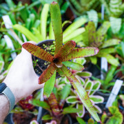 Neoregelia 'Karissa' | Broméliacée tropicale colorée pour terrarium – JungleBox