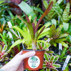 Neoregelia 'Karissa' | Broméliacée tropicale colorée pour terrarium – JungleBox