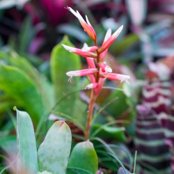 Vriesea correia-araujoi – Broméliacée tropicale originaire du Brésil