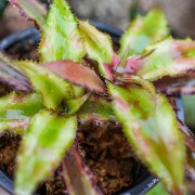 Cryptanthus strawberry