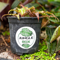 Cryptanthus strawberry