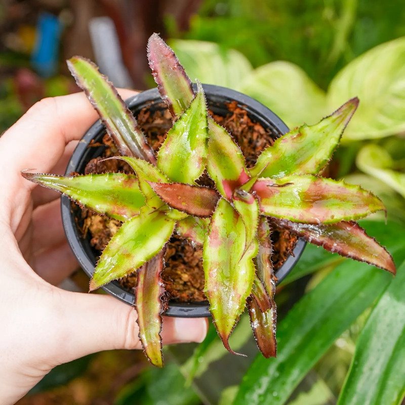 Cryptanthus strawberry