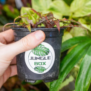 Cryptanthus strawberry