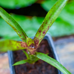 bromelia for terrarrium
