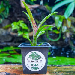 Broméliacée pour terrarium planté