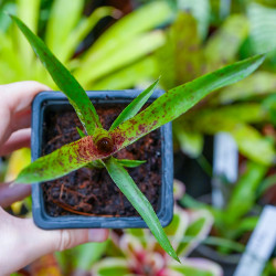 Broméliacée pour terrarium planté