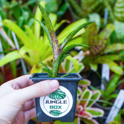 Broméliacée pour terrarium planté