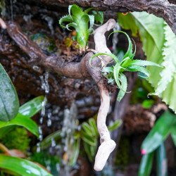 Neoregelia moorena et son pup sur bois flotté