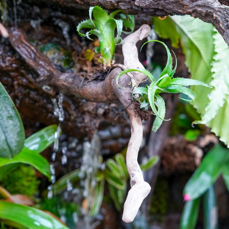 Neoregelia moorena et son pup sur bois flotté