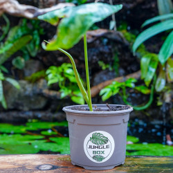 Schismatoglottis wallichii | Plante tropicale rare | JungleBox