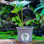 Schismatoglottis wallichii | Plante tropicale rare | JungleBox