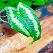 Schismatoglottis wallichii | Plante tropicale rare | JungleBox