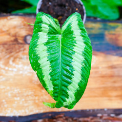 Schismatoglottis wallichii | Plante tropicale rare | JungleBox