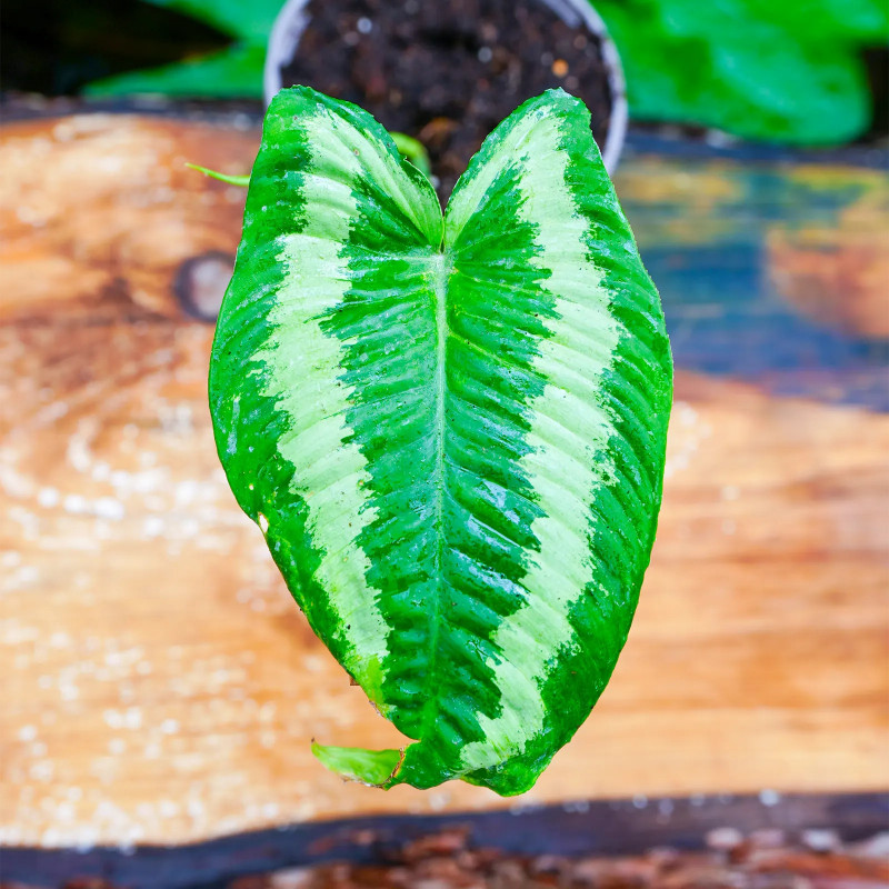 Schismatoglottis wallichii | Plante tropicale rare | JungleBox