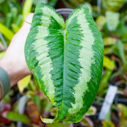 Schismatoglottis wallichii | Plante tropicale rare | JungleBox