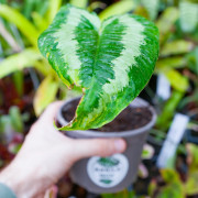 Schismatoglottis wallichii | Plante tropicale rare | JungleBox