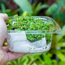Pilea depressa
