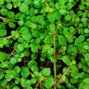 Pilea depressa