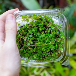 Pilea depressa