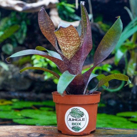 Vriesea forsteriana – Broméliacée tropicale décorative pour intérieur et terrarium | JungleBox