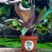 Vriesea forsteriana – Broméliacée tropicale décorative pour intérieur et terrarium | JungleBox