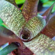 Vriesea forsteriana – Broméliacée tropicale décorative pour intérieur et terrarium | JungleBox