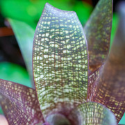 Vriesea forsteriana – Broméliacée tropicale décorative pour intérieur et terrarium | JungleBox