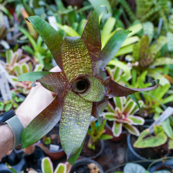 Vriesea forsteriana – Broméliacée tropicale décorative pour intérieur et terrarium | JungleBox
