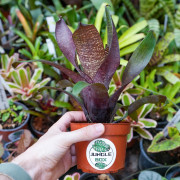 Vriesea forsteriana – Broméliacée tropicale décorative pour intérieur et terrarium | JungleBox