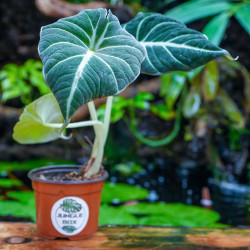 Alocasia Black Velvet (Alocasia reginula) | Plante tropicale rare | JungleBox