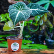Alocasia Black Velvet (Alocasia reginula) | Plante tropicale rare | JungleBox