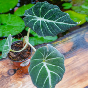 Alocasia Black Velvet (Alocasia reginula) | Plante tropicale rare | JungleBox