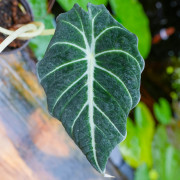 Alocasia Black Velvet (Alocasia reginula) | Plante tropicale rare | JungleBox