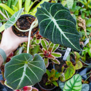Alocasia Black Velvet (Alocasia reginula) | Plante tropicale rare | JungleBox