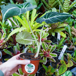 Alocasia Black Velvet (Alocasia reginula) | Plante tropicale rare | JungleBox