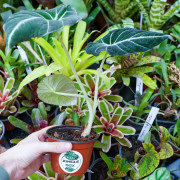 Alocasia Black Velvet (Alocasia reginula) | Plante tropicale rare | JungleBox