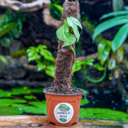 Epipremnum pinnatum | Plante tropicale grimpante pour terrarium et intérieur